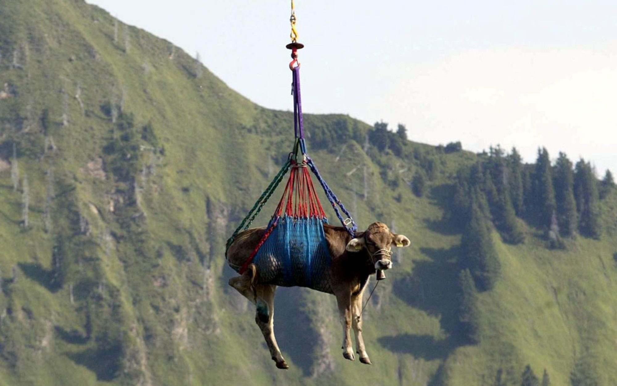header_Cow-flying