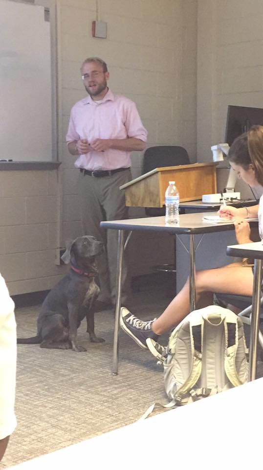 Teacher Dog