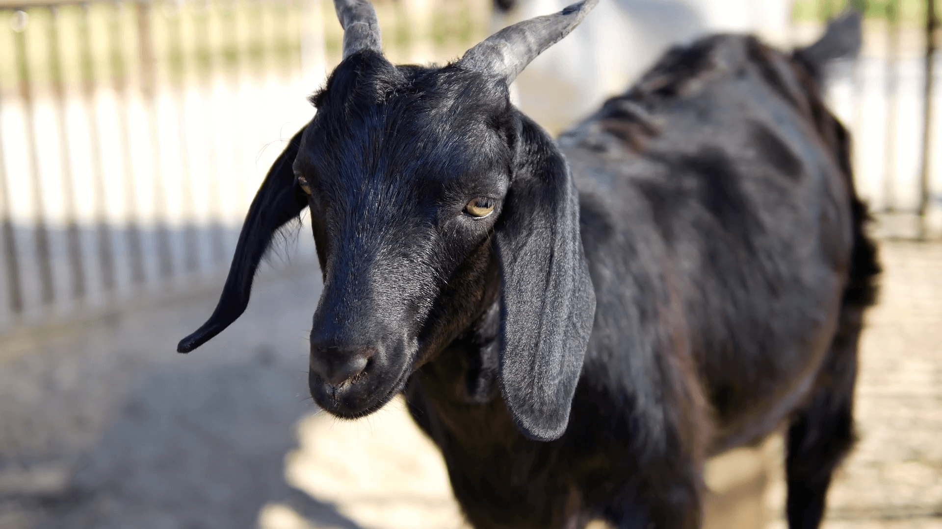 Black Goat