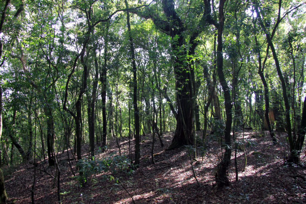Sacred Forest